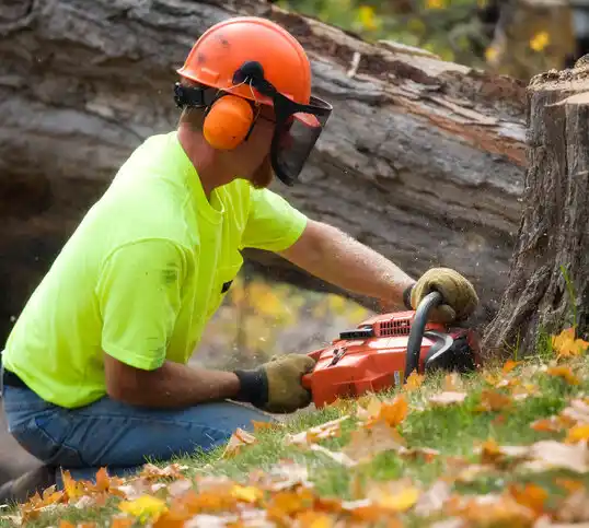 tree services South Deerfield